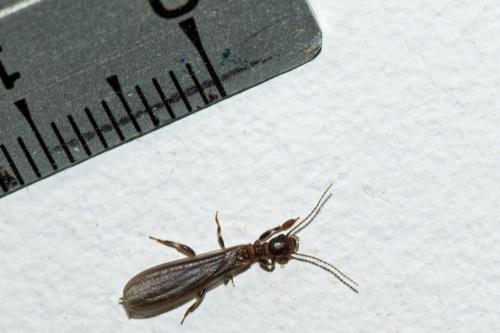 Aposthonia sp.